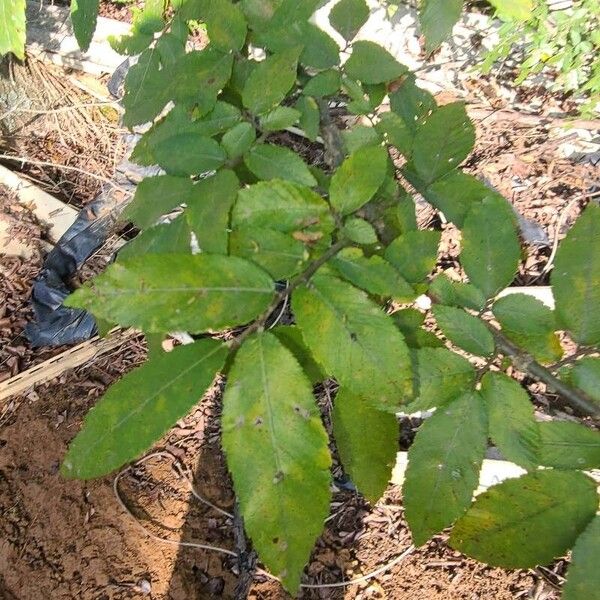 Ulmus alata Лист