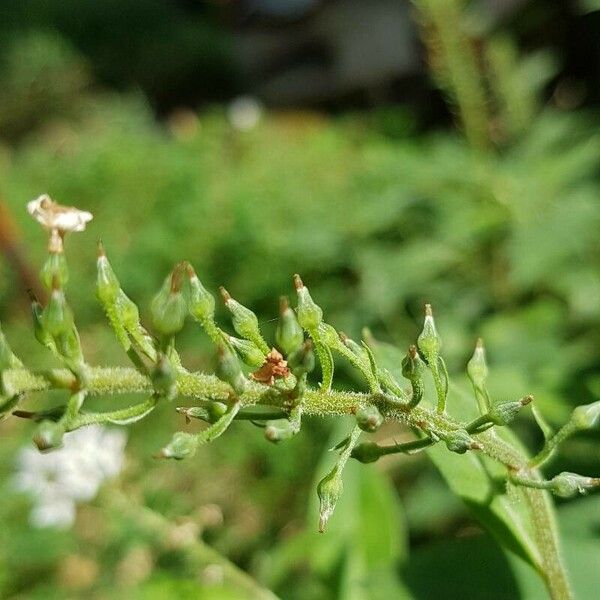 Lysimachia clethroides Fruit