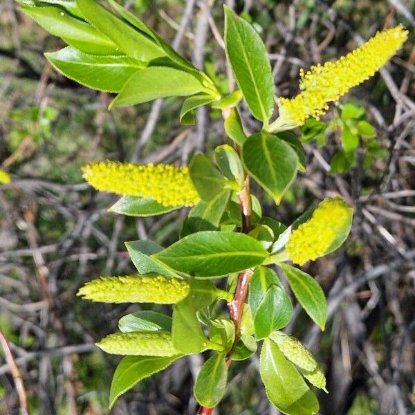 Salix pentandra Blüte