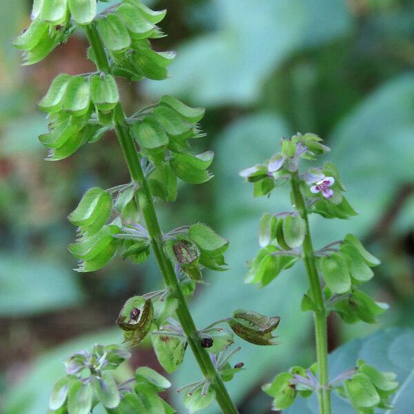 Ocimum campechianum Flower