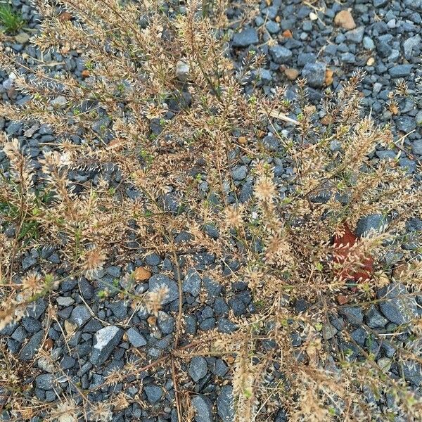 Lepidium ruderale Leaf