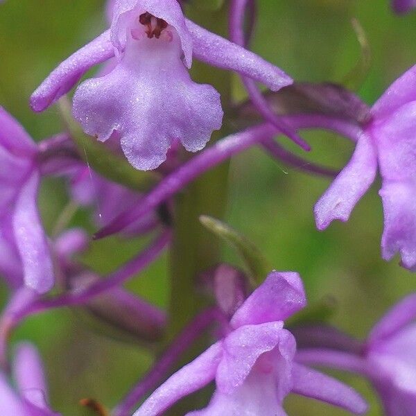 Gymnadenia conopsea Flor