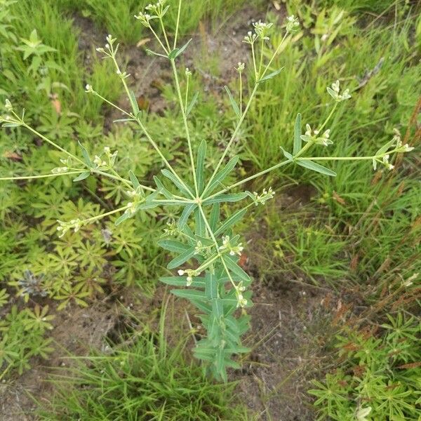 Euphorbia corollata Blodyn