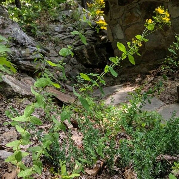 Hypericum punctatum Habitus