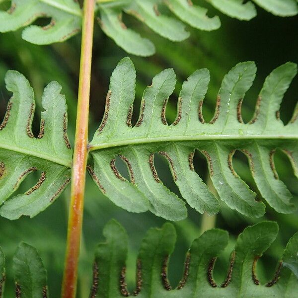 Pteris tripartita Lehti