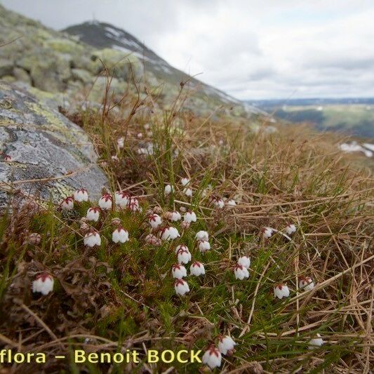 Cassiope hypnoides Агульны выгляд