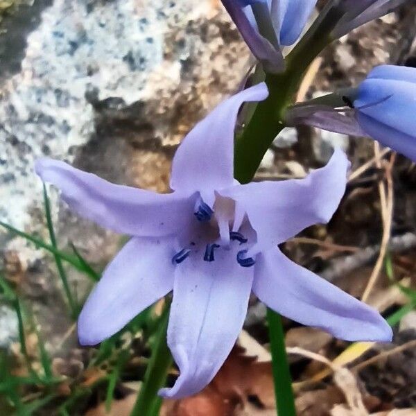 Hyacinthoides hispanica Flower