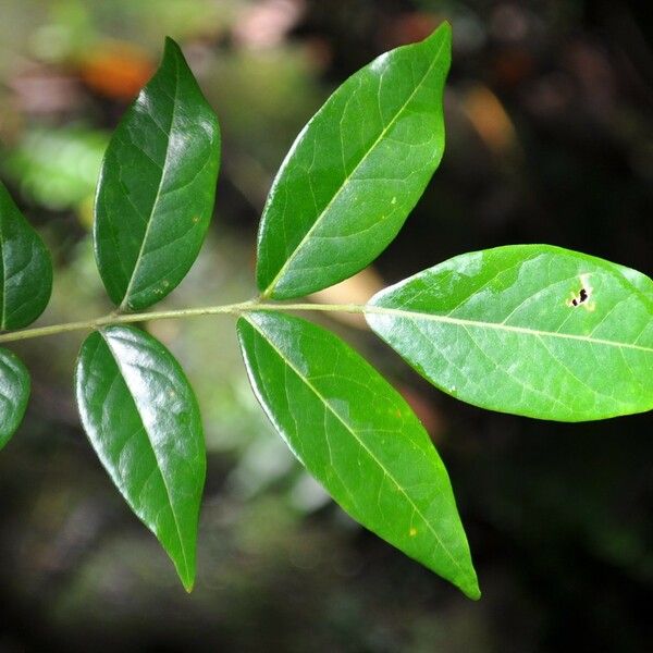 Cnestis polyphylla Folha