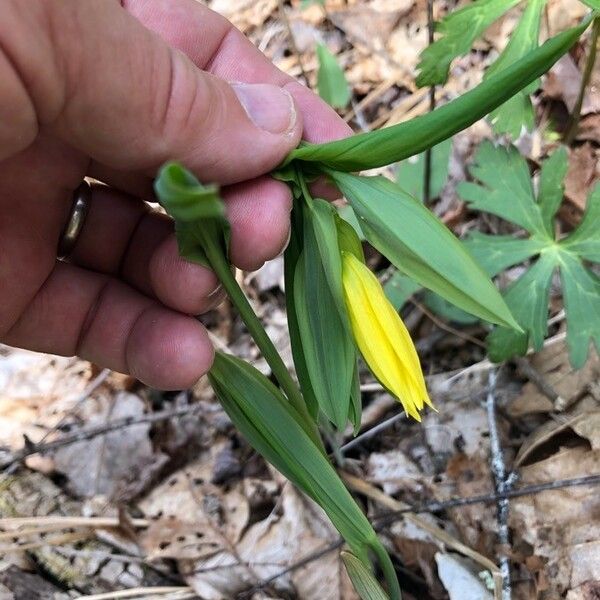 Uvularia grandiflora Flower