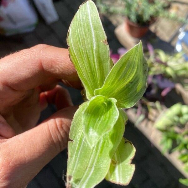 Callisia gentlei Leaf