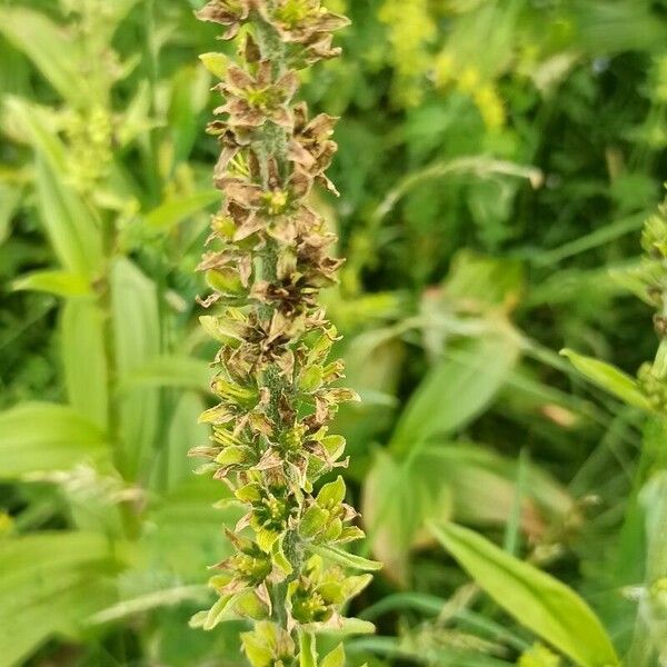 Veratrum album Flower