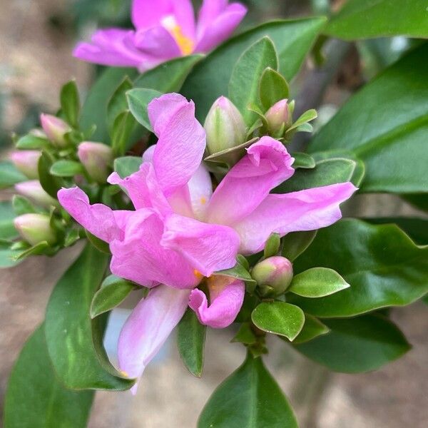 Rhodocactus grandifolius Blüte