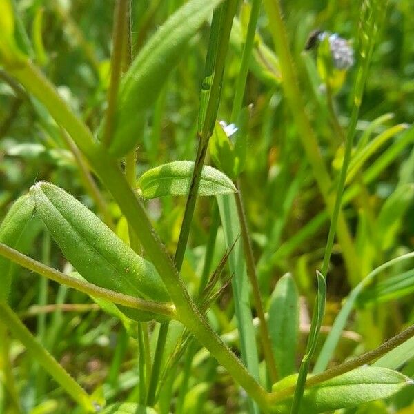 Myosotis arvensis Foglia