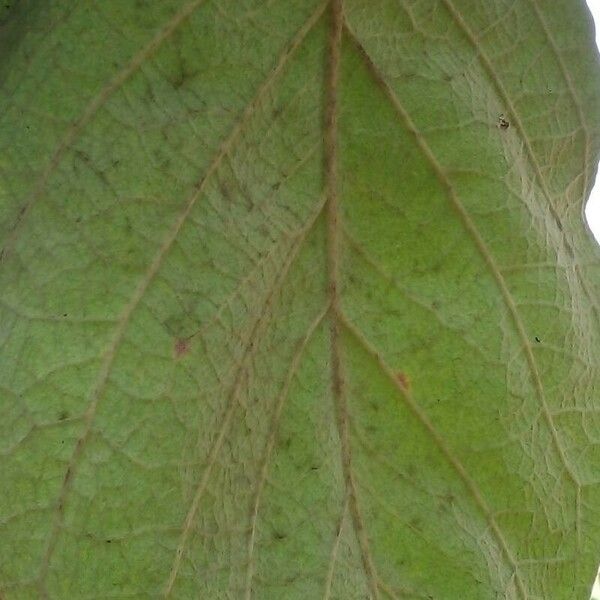 Byrsonima verbascifolia Leaf