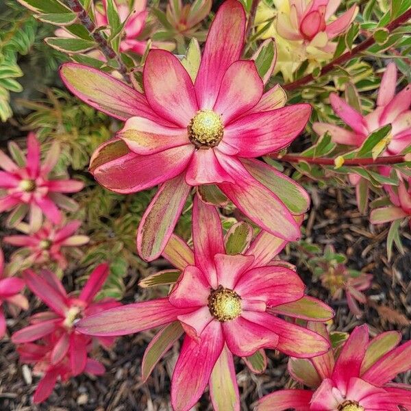 Leucadendron salignum ᱵᱟᱦᱟ