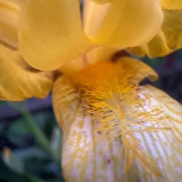 Iris variegata Flower