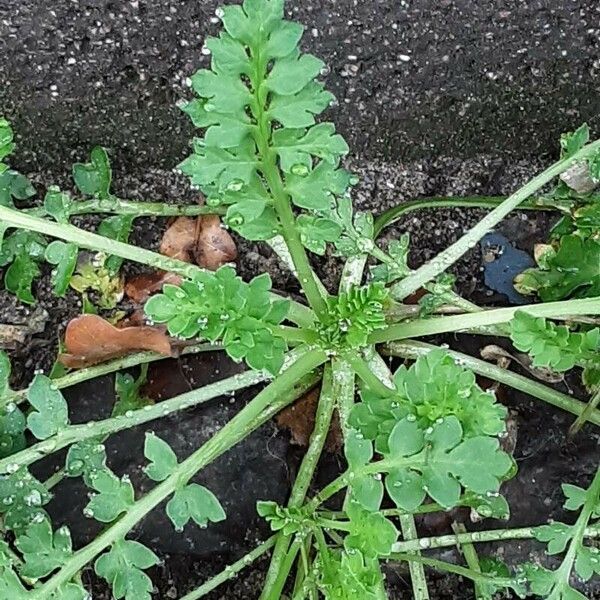 Lepidium didymum Leaf