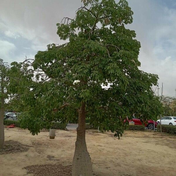 Ceiba speciosa Liść