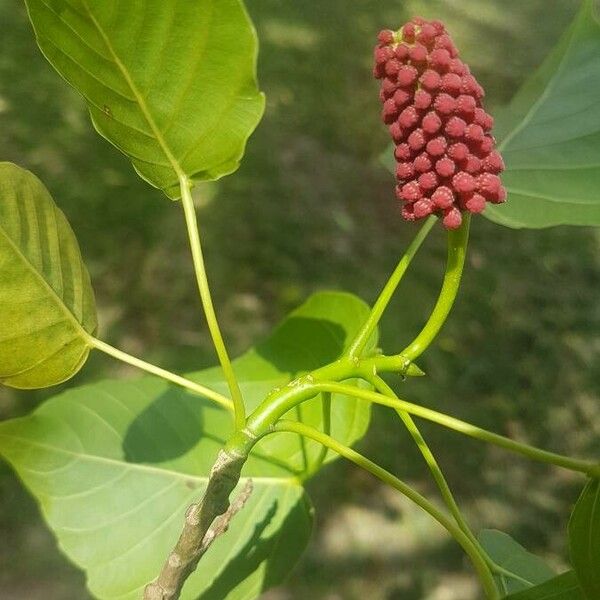 Hura crepitans Flower