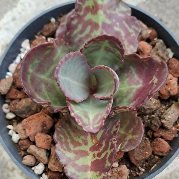 Kalanchoe humilis Blad