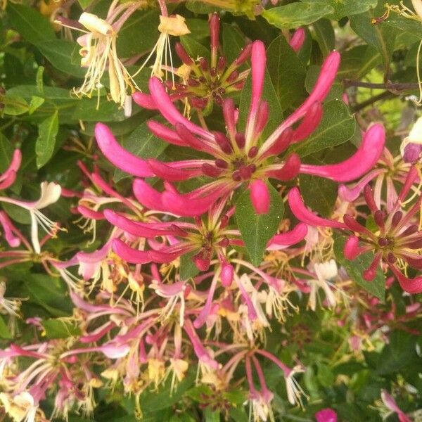 Lonicera periclymenum Flower