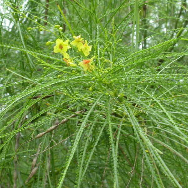 Parkinsonia aculeata Flor