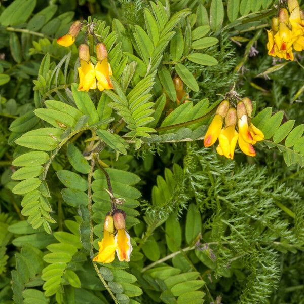 Astragalus penduliflorus Hoja