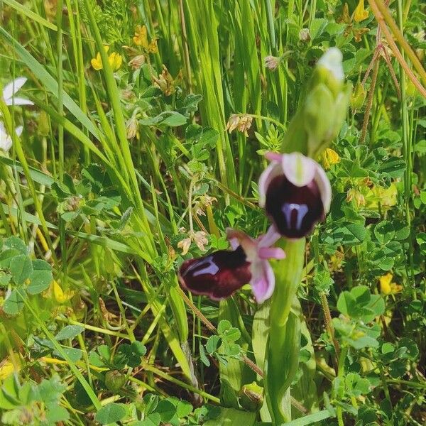 Ophrys bertolonii Kukka