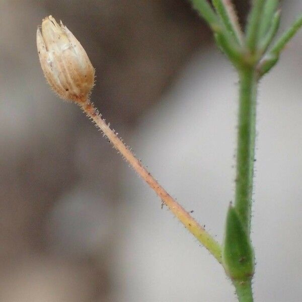 Sabulina verna Fruit