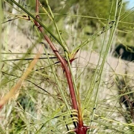 Parkinsonia aculeata Other