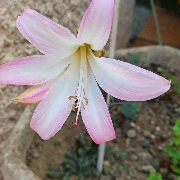 Amaryllis belladonna Fleur