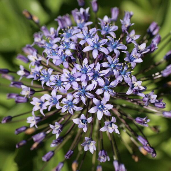 Scilla peruviana Цвят