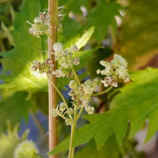 Urtica pilulifera Blüte