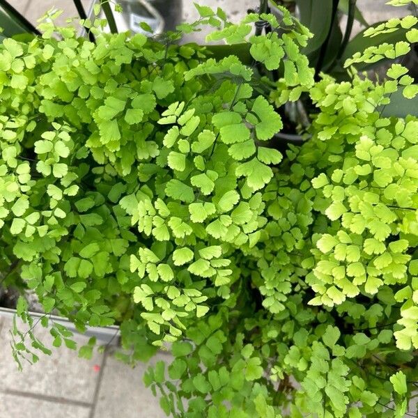 Adiantum raddianum Leaf