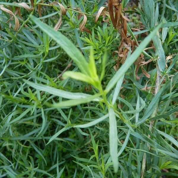 Artemisia dracunculus Liść