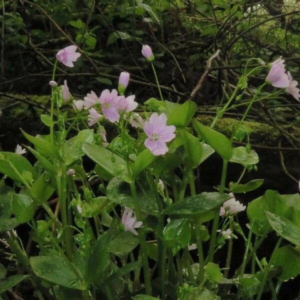 Claytonia sibirica Bloem