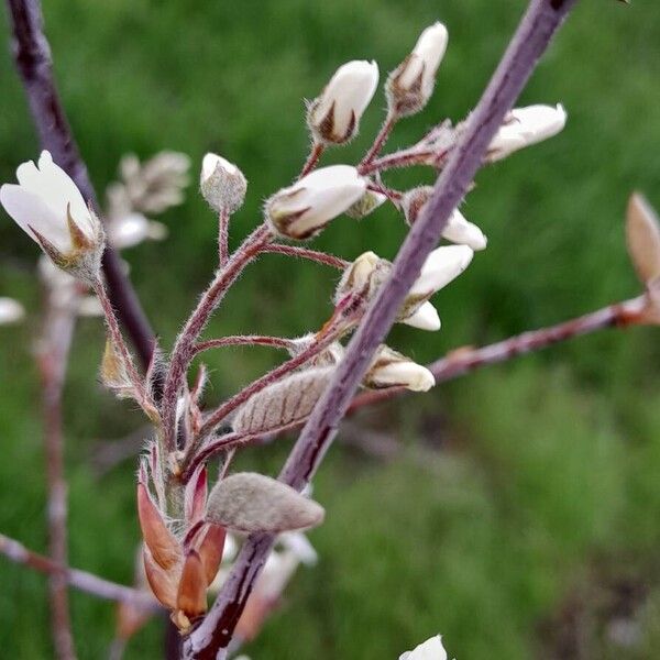 Amelanchier × lamarckii Annet