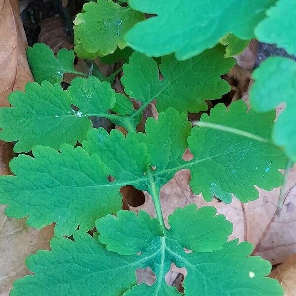 Chelidonium majus Leaf