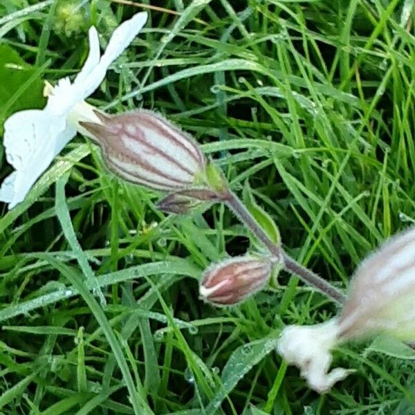 Silene noctiflora Floro