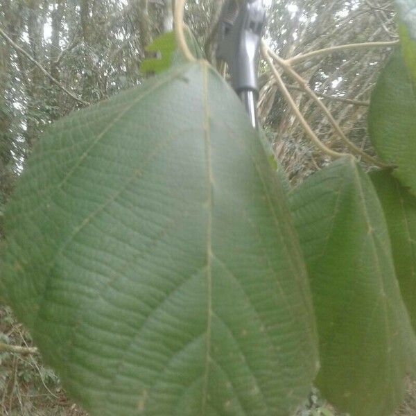 Alchornea cordifolia Feuille