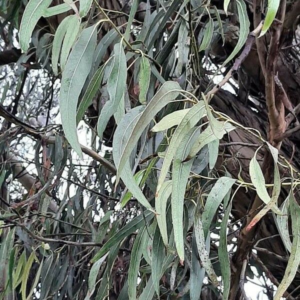 Eucalyptus globulus Folio