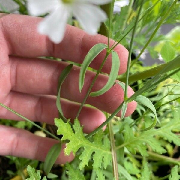 Gypsophila elegans Blatt