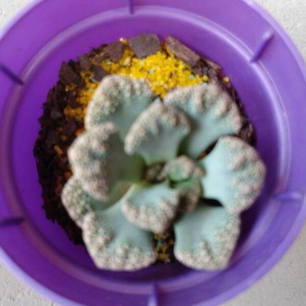 Titanopsis calcarea Folla