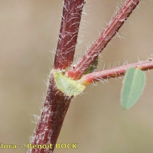 Astragalus echinatus Sonstige