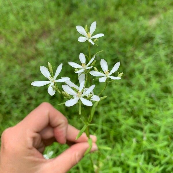 Sabatia angularis Fiore