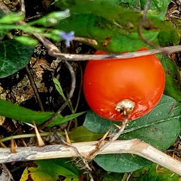 Solanum capsicoides Fruit