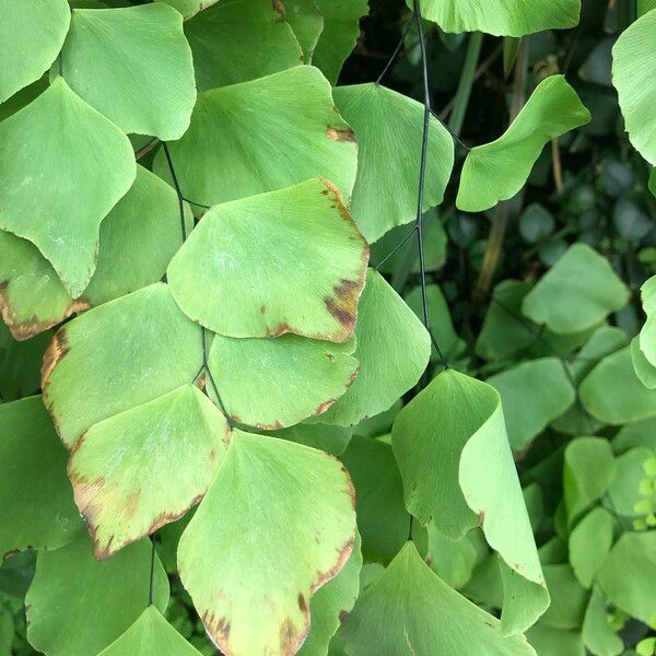 Adiantum peruvianum Leaf