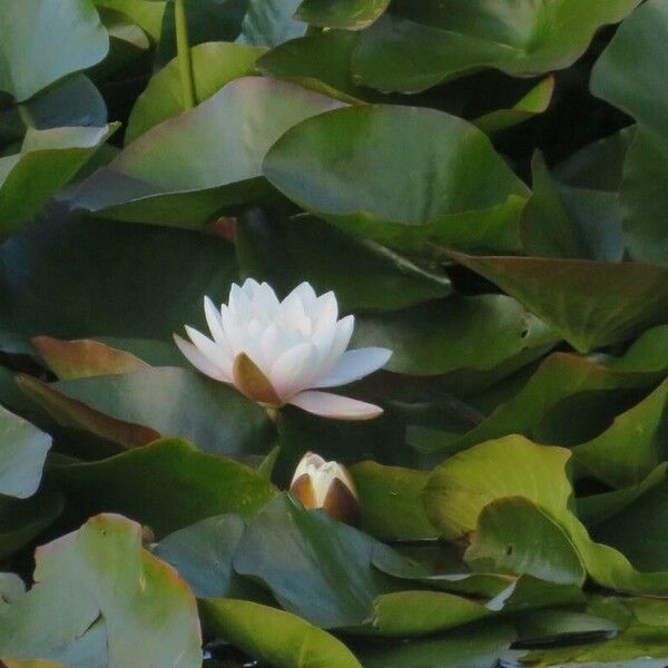 Nymphaea alba Квітка