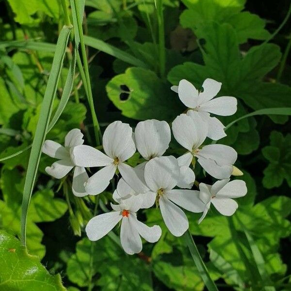 Pelargonium multibracteatum 花