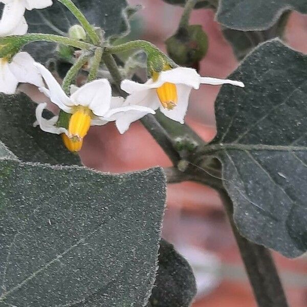 Solanum villosum Çiçek